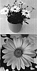 Osteospermum%20ecklonis%20%27Sunny%20Christian%27