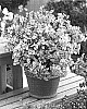 Nemesia%20hybrida%20%27Wesnepa%27