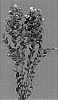 Hypericum%20androsaemum%20%27Esm%20Espa%C3%83%C2%B1ola%27