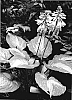 Hosta%20hybrida%20%27Roy%20Klehm%27