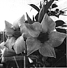 Mandevilla%20hybrida%20%27Sunparapibra%27