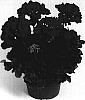 Pelargonium%20x%20hortorum%20%27Duemelro%27
