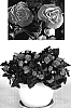 Begonia%20x%20tuberhybrida%20x%20Begonia%20x%20Sutherlandii%20%27BEGO%20520%27