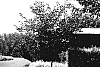 Cercis%20canadensis%20%27Greswan%27