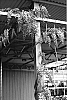 Wisteria%20floribunda%20%27Betty%20Tam%27