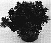 Scaevola%20aemula%20%27Wesscaetob%27