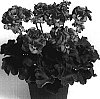 Pelargonium%20x%20hortorum%20%27Dueline%27
