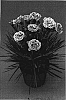Dianthus%20x%20hybrida%20%27Coral%20Reef%27