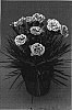 Dianthus%20x%20hybrida%20%27Coral%20Reef%27