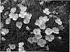 Oenothera%20fremontii%20%27Shimmer%27