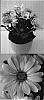 Osteospermum%20ecklonis%20%27Sunny%20Evita%27