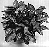 Aglaonema%20%27TWYAG0009B%27