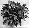 Aglaonema%20%27TWYAG0009B%27