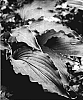Hosta%20hybrid%20%27Neptune%27