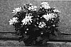 Chrysanthemum%20x%20morifolium%20%27Power%20Bronze%27
