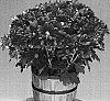 Chrysanthemum%20x%20morifolium%20%27Regal%20Yoirvine%27