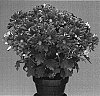 Chrysanthemum%20%20x%20morifolium%20%27Dark%20Bronze%20Yoirvine%27