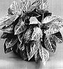 Aglaonema%20commutatum%20x%20A.rotundum%20hybrid%20%27TWYAG0001%27