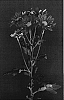 Chrysanthemum%20x%20morifolium%20%27Yolust%27