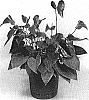 Anthurium%20hybrida%20%27TWYANBD18%27