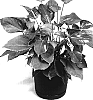 Anthurium%20hybrida%20%27TWYANAG2%27