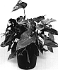 Anthurium%20hybrida%20%27TWYANBD9%27