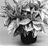 Aglaonema%20commutatum%20var.%20tricolor%20x%20A.%20rotundum%20hybrida%20%27TWYAG0021%27