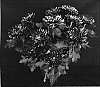 Chrysanthemum%20x%20morifolium%20%27Yoharvard%27