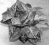 Aglaonema%20hybrida%20%27TWYAG0018%27