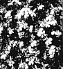 Lobelia%20erinus%20%27KLELE06115%27