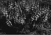 Angelonia%20hybrida%20%27Anwedg%27