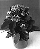 Kalanchoe%20blossfeldiana%20%27Don%20Sergio%27