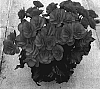 Begonia%20x%20hiemalis%20%27Bbdra%27