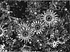 Osteospermum%20ecklonis%20%27DEL%20COM%20BW%27