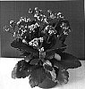 Kalanchoe%20blossfeldiana%20%27Don%20Angelo%27