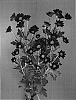 Chrysanthemum%20x%20morifolium%20%27Dekamiata%27