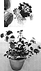 Lantana%20camara%20%272003.301%27