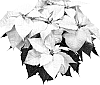 Euphorbia%20pulcherrima%20%27ATN%20VW7%27