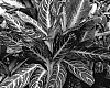 Aglaonema%20commutatum%20%27UF25712KL%27