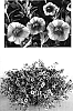 Calibrachoa%20sp.%20%27USCALI413-11%27