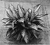 Aglaonema%20hybrida%20%27UFSB2%27