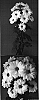 Chrysanthemum%20x%20morifolium%20%27Deksnowflake%27
