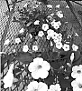 Petunia%20x%20hybrida%20%27Sunsurfhomi%27