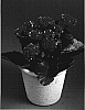 Kalanchoe%20blossfeldiana%20%27Megan%27
