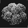 Hydrangea%20hybrida%20%27Agrihydratwee%27