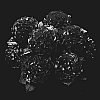 Hydrangea%20hybrida%20%27Agrihydrazes%27