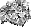 Euphorbia%20pulcherrima%20%27ATN%20VM7%27