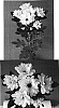 Chrysanthemum%20x%20morifolium%20%27Dekorlina%27