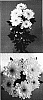 Chrysanthemum%20x%20morifolium%20%27Mona%20Lisa%20Sunny%27