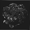 Hydrangea%20hybrida%20%27Agrihydradrie%27